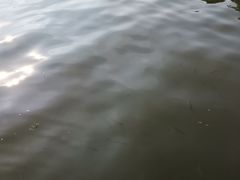 -西湖外事游船(花港观鱼码头)