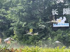 -广州长隆飞鸟乐园