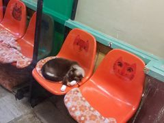 -猫咪博物馆(顶澳仔猫街店)
