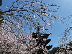 -醍醐寺