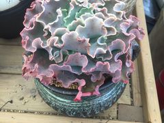-龙大花卉苗木市场