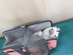 -安安宠物医院(情缘分院)