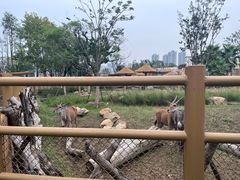 -武汉动物园