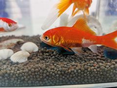 -法雅体育工厂店(皂君庙路店)