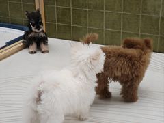 -帕帕拉兹宠物(亚洲旗舰店)