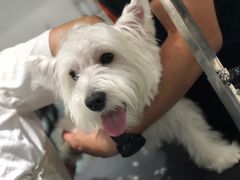 -Oh My Dog宠物沙龙(伊珊娜皮毛护理店)