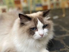 -喵屿·大理花园猫咖