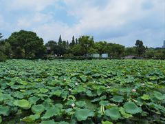 -无锡蠡湖国家湿地公园-蠡园