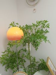 -变美丽半永久定妆连锁·纹眉·机器野生眉
