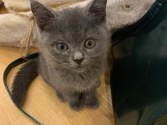 -猫咪派对(江南西店)
