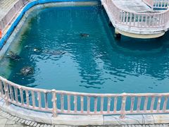 -广东惠东海龟国家级自然保护区