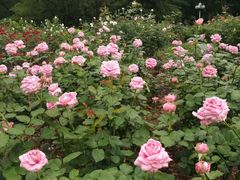 -人民公园(罗湖区)