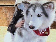 -Husky Go! 哈士奇体验馆·宠物咖啡厅狗咖