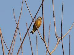 -大兴滨河森林公园