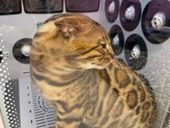 -FAELING PETS美天灵宠物(富力广场店)
