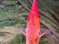 -上海海洋水族馆