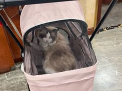 -宠爱国际动物医院· 猫科· 外科·中兽医(长白店)