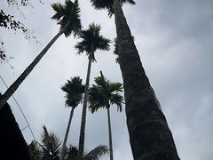 -海南槟榔谷黎苗文化旅游区