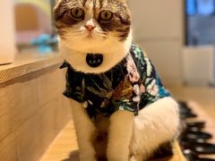 -啵啵喵·猫咖(攀华国际店)