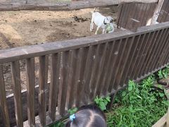 -田园东方蜜桃村的田野营地
