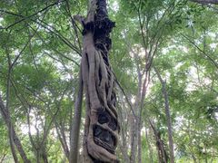 -中国科学院西双版纳热带植物园
