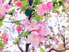 -海棠花溪(元大都城垣遗址公园)