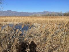 -野鸭湖国家湿地公园