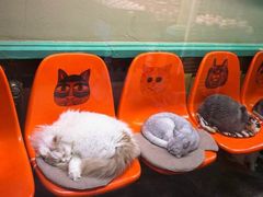 -猫咪博物馆(顶澳仔猫街店)