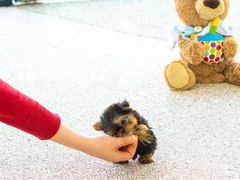 -萌宠之家·腊肠犬·马尔泰·小体犬舍