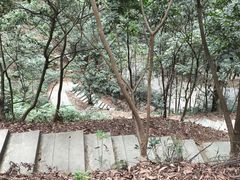 -中山市树木园