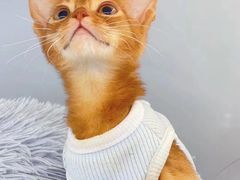 -糯米喵星人总部直营旗舰店·猫舍·幼猫出售