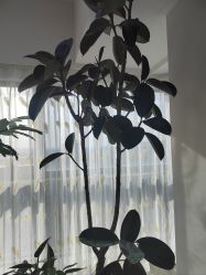 -HEYAN荷妍专业脱毛连锁机构