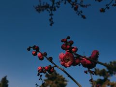 -莫愁湖公园