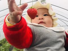 -恒绿农产品草莓采摘园