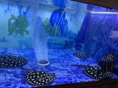 -中环花鸟鱼虫市场