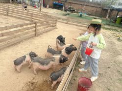-上美四季动物农场