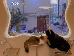 -More Fun猫咖 二十只万元加菲主题