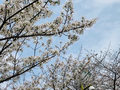 -西北湖绿化广场