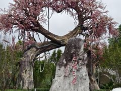 -昌州古城