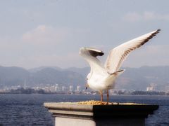 -海埂大坝