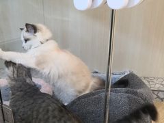 -momokira米努特·德文卷毛猫·棉花面纱犬