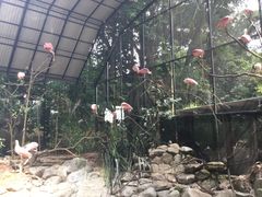 -新加坡飞禽公园