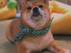 -逗柴咖啡屋·狗咖猫咖宠物桌游