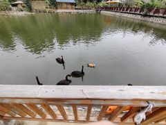 -泉州海丝野生动物世界