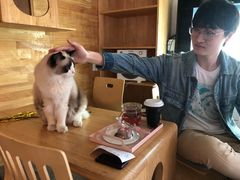 -喵屿·大理花园猫咖