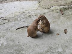 -合肥野生动物园