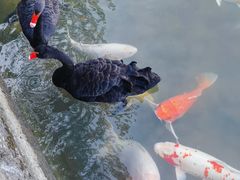 -茵特拉根酒店·西餐厅