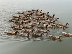 -野鸭湖国家湿地公园