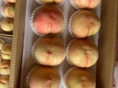 -南汇新场正宗水蜜桃采摘