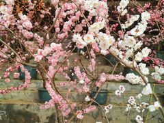 -红螺寺